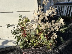 Ruth s flowers; 180 West Avenue, Canandaigua, NY